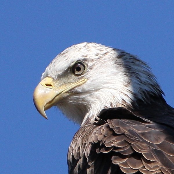 Bald Eagle, Quantico Bay Creek, Virginia